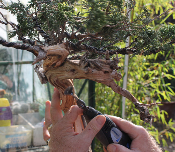 Juniper sabina deadwood